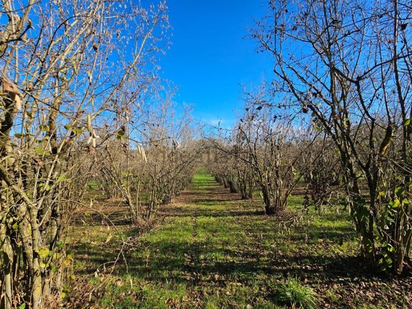 terreno agricolo in vendita a Bassano in Teverina