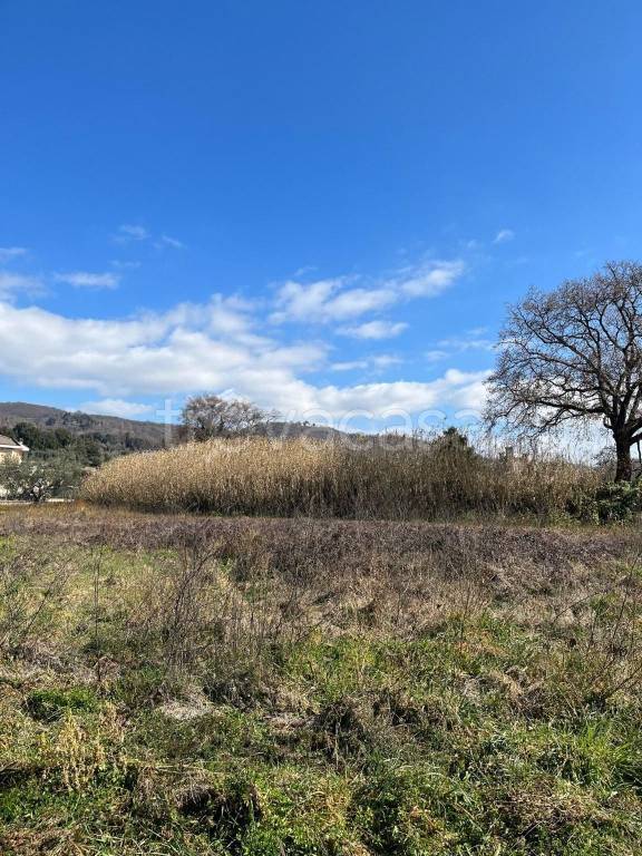 terreno agricolo in vendita a Bolsena