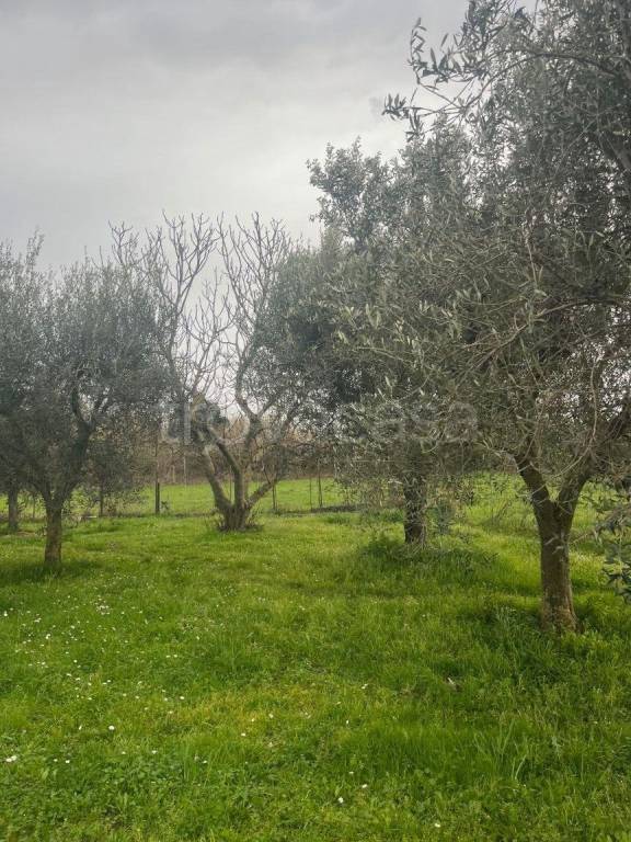 terreno agricolo in vendita a Bolsena