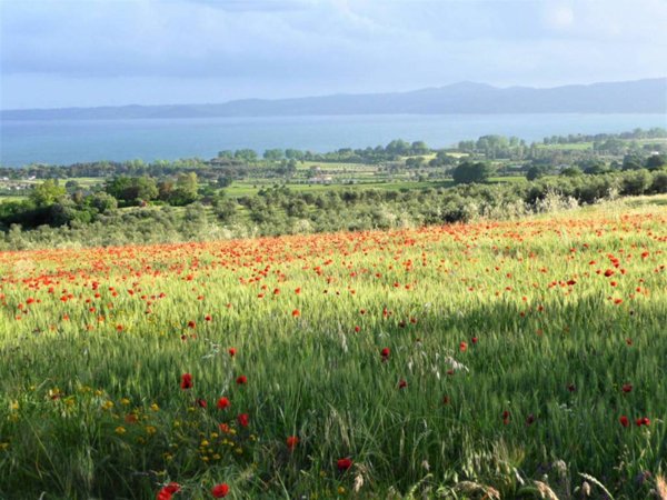 terreno agricolo in vendita a Bolsena