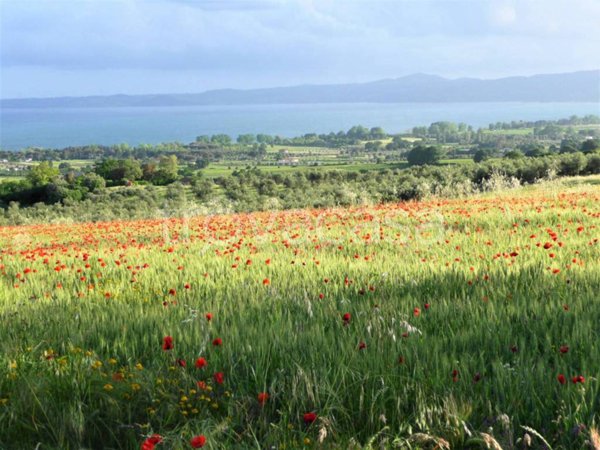 terreno agricolo in vendita a Bolsena
