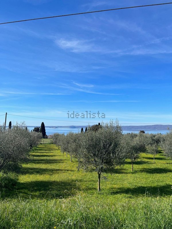 terreno agricolo in vendita a Bolsena