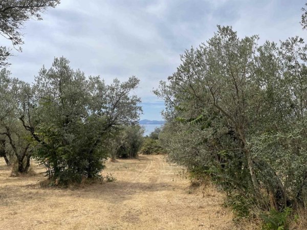 terreno agricolo in vendita a Bolsena