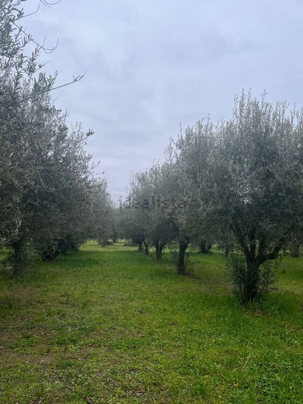 terreno in vendita a Bolsena