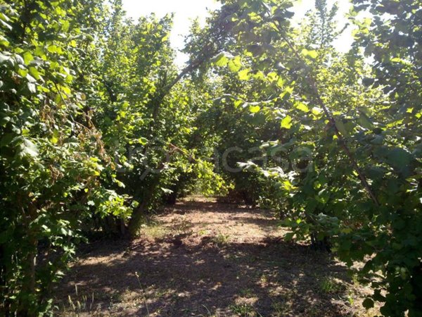 terreno agricolo in vendita a Bomarzo