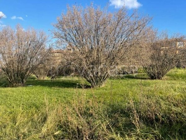 terreno agricolo in vendita a Canepina
