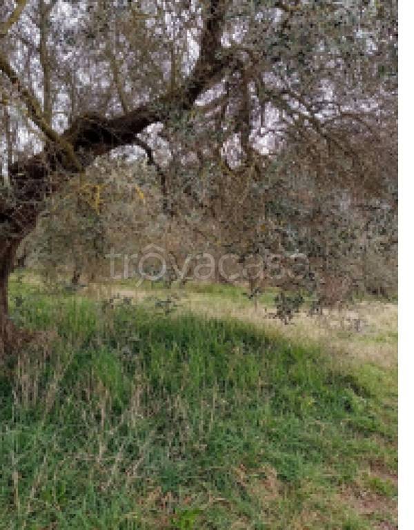 terreno agricolo in vendita a Canino