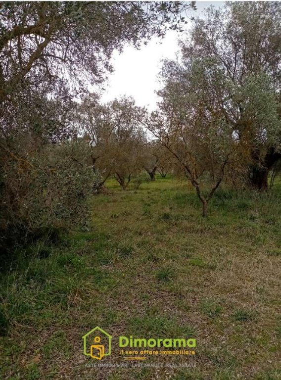 terreno agricolo in vendita a Canino