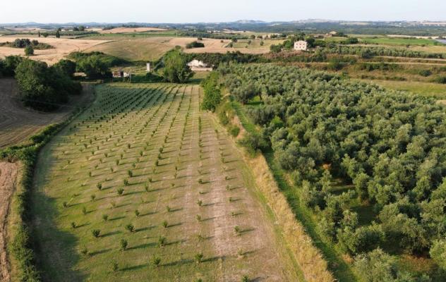 terreno agricolo in vendita a Canino