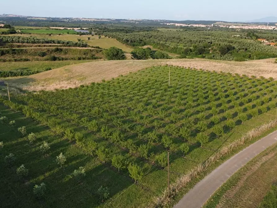 casa indipendente in vendita a Canino