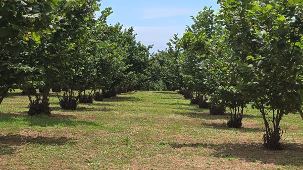 terreno agricolo in vendita a Capranica