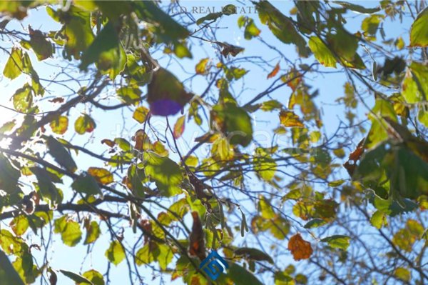 terreno agricolo in vendita a Capranica
