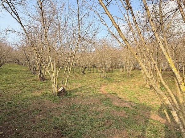 terreno agricolo in vendita a Capranica