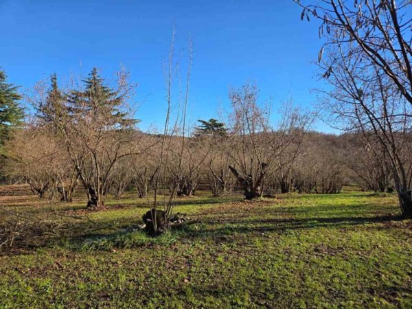 terreno agricolo in vendita a Capranica in zona Querce d`Orlando