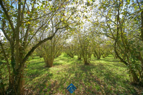 terreno agricolo in vendita a Capranica in zona Querce d`Orlando