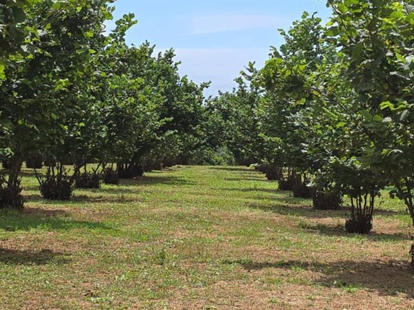 terreno agricolo in vendita a Capranica in zona Vico Matrino