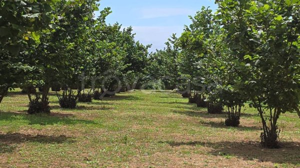 terreno agricolo in vendita a Capranica in zona Vico Matrino