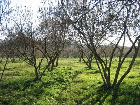 terreno in vendita a Capranica in zona Vico Matrino