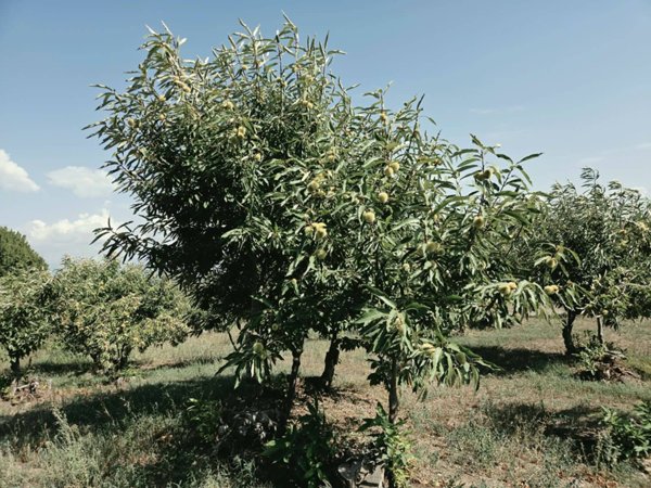 terreno agricolo in vendita a Caprarola
