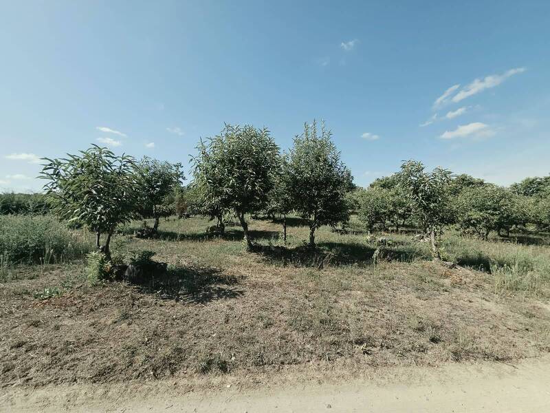 terreno agricolo in vendita a Caprarola