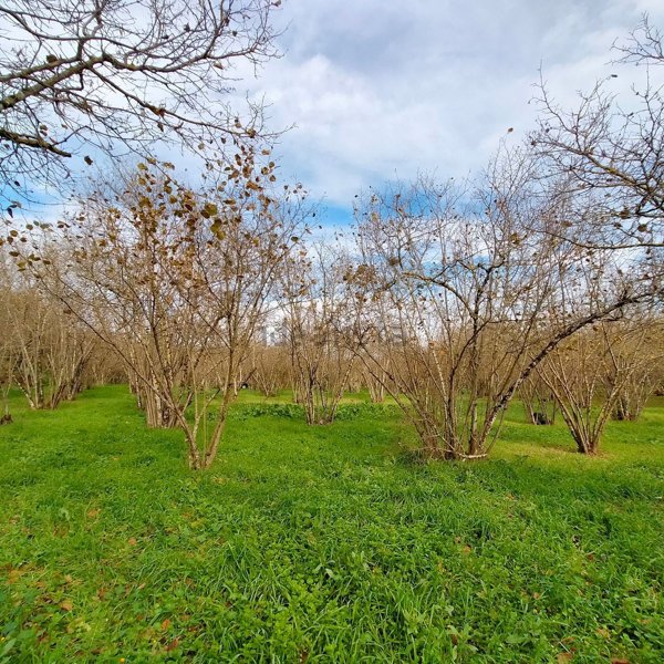 terreno in vendita a Caprarola