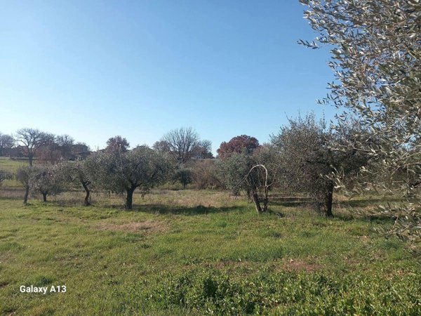 terreno agricolo in vendita a Castel Sant'Elia