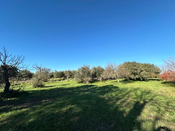 terreno agricolo in vendita a Castel Sant'Elia