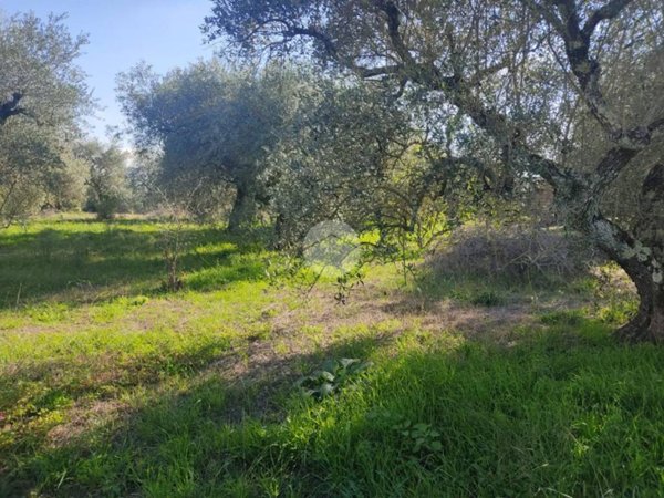 terreno agricolo in vendita a Castel Sant'Elia
