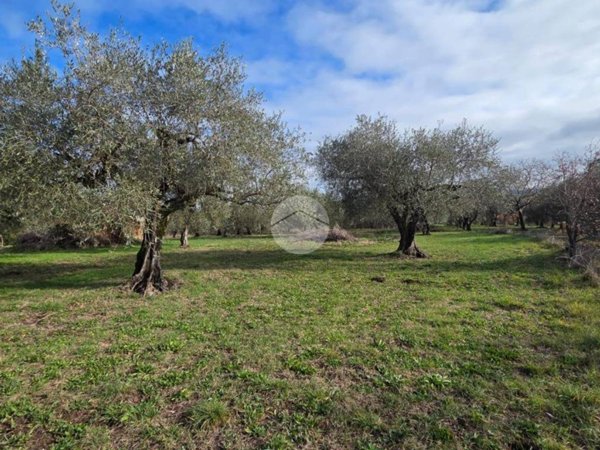terreno agricolo in vendita a Castel Sant'Elia