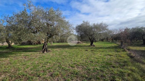 terreno agricolo in vendita a Castel Sant'Elia