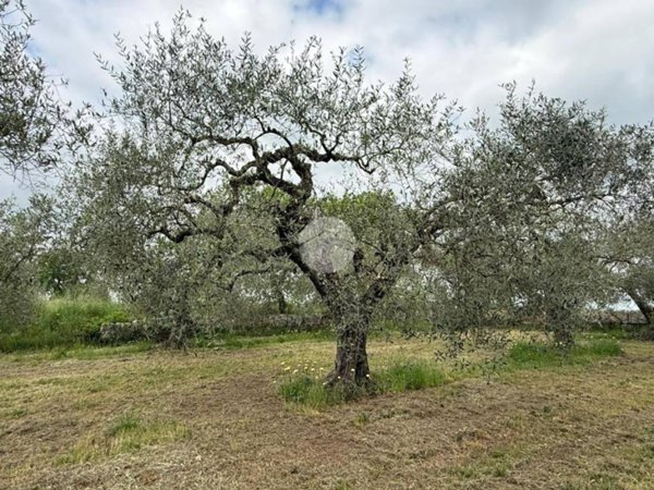 locale di sgombero in vendita a Castel Sant'Elia