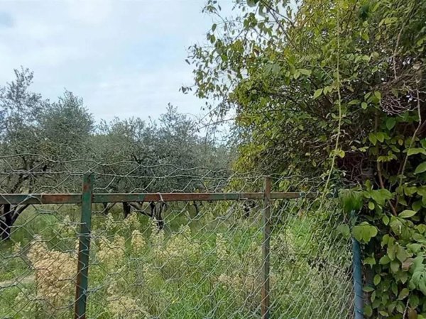 terreno agricolo in vendita a Castiglione in Teverina