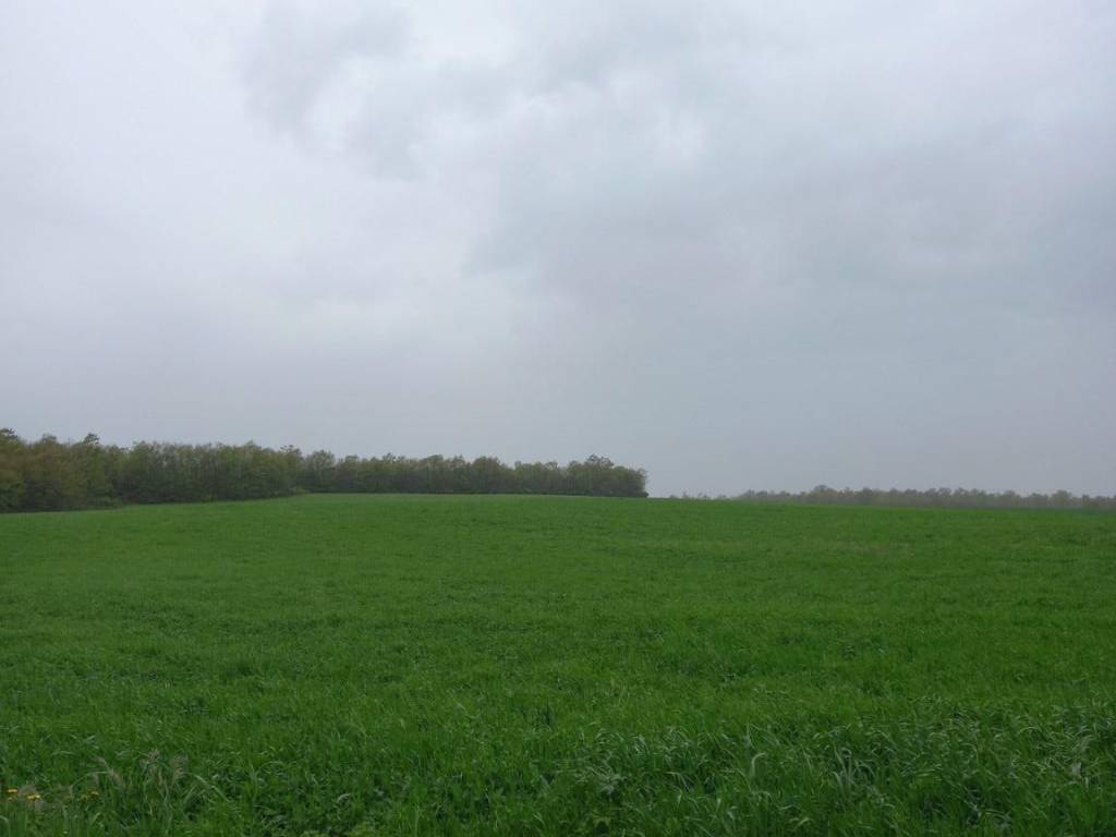 terreno agricolo in vendita a Celleno