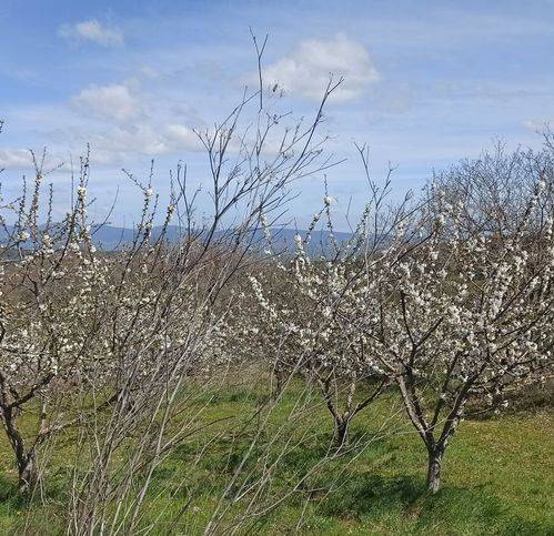 terreno agricolo in vendita a Celleno