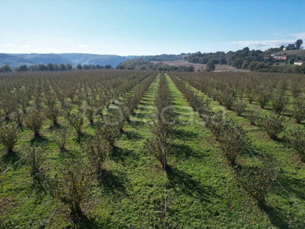 terreno agricolo in vendita a Civita Castellana