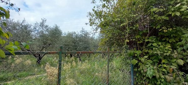 terreno agricolo in vendita a Civitella d'Agliano