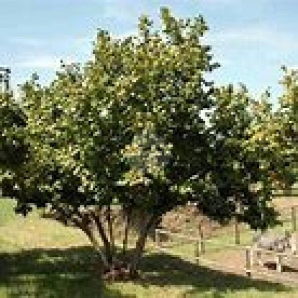 terreno agricolo in vendita a Corchiano
