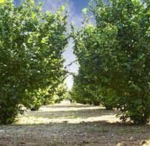 terreno agricolo in vendita a Corchiano