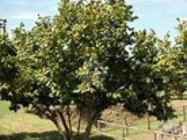 terreno agricolo in vendita a Corchiano