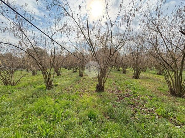 terreno agricolo in vendita a Corchiano