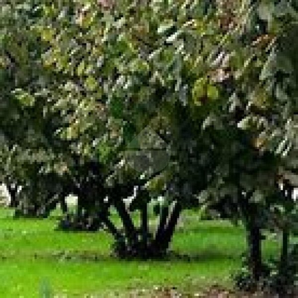 terreno agricolo in vendita a Corchiano