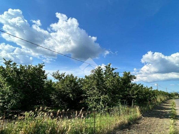 terreno agricolo in vendita a Corchiano