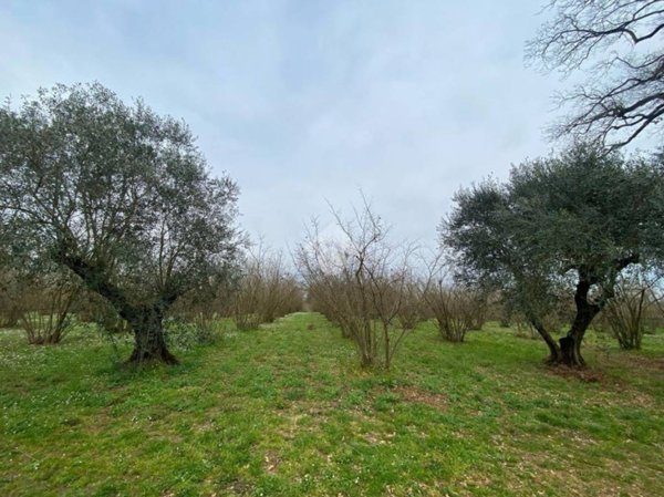 terreno agricolo in vendita a Corchiano
