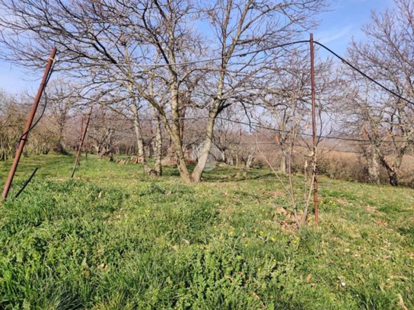 terreno agricolo in vendita a Fabrica di Roma