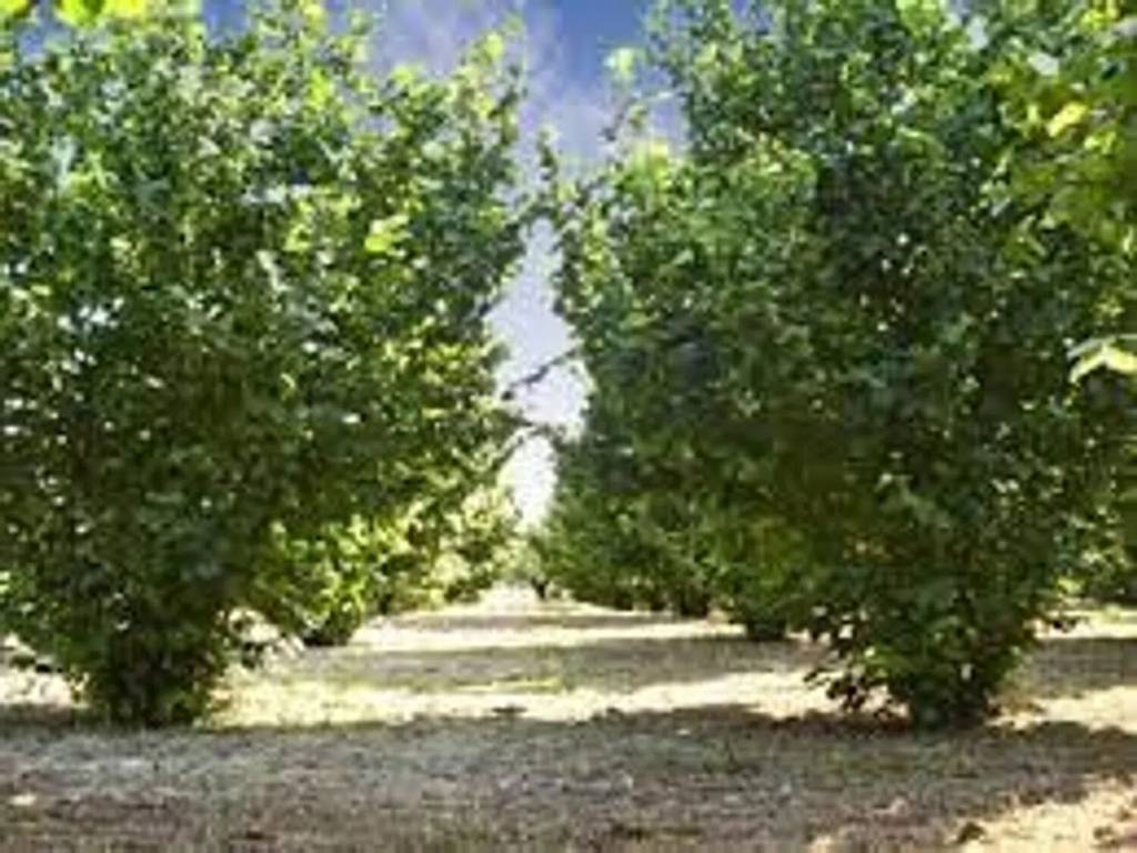 terreno agricolo in vendita a Fabrica di Roma