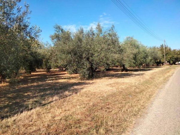 terreno agricolo in vendita a Fabrica di Roma
