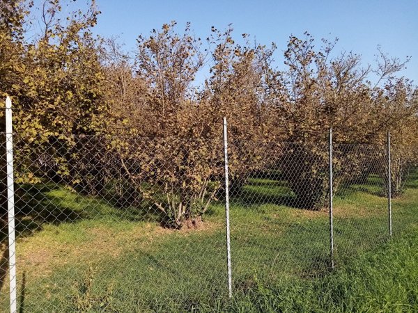 terreno agricolo in vendita a Fabrica di Roma in zona Faleri