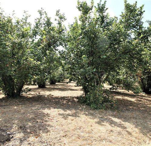 terreno agricolo in vendita a Faleria