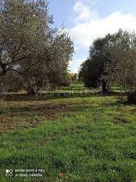 appartamento in vendita a Faleria