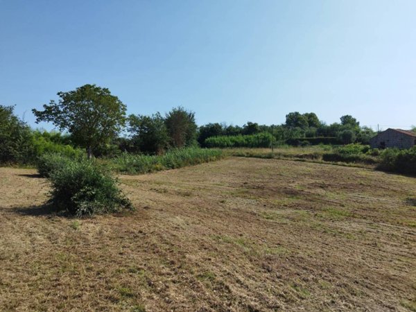 terreno agricolo in vendita a Faleria